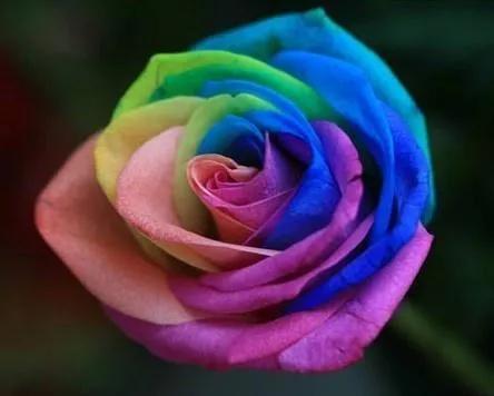 七彩炫光玫瑰花,七彩白玫瑰花