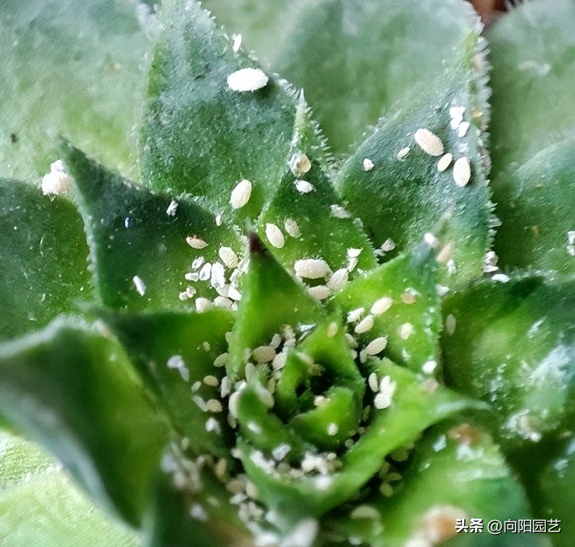 多肉种植药剂,多肉驱虫药剂