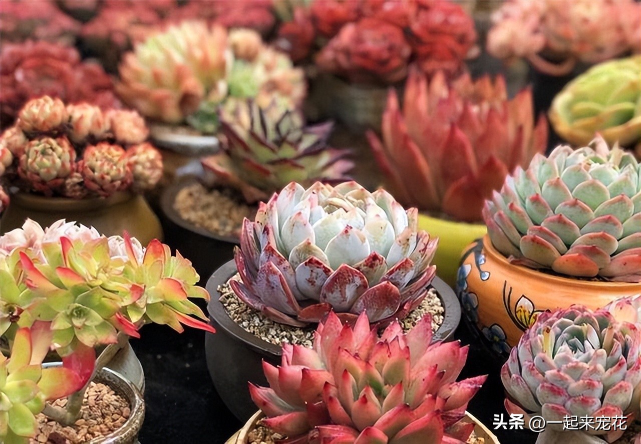 多肉东倒西歪是什么原因,多肉叶片晃动是怎么回事