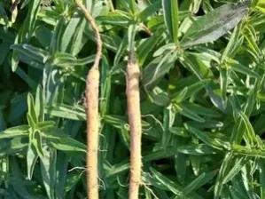 黄芩，药中肯綮，开花甚是好看