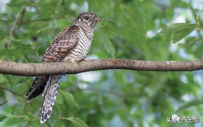 廿四节气纪录片秋分,廿四节气之立夏