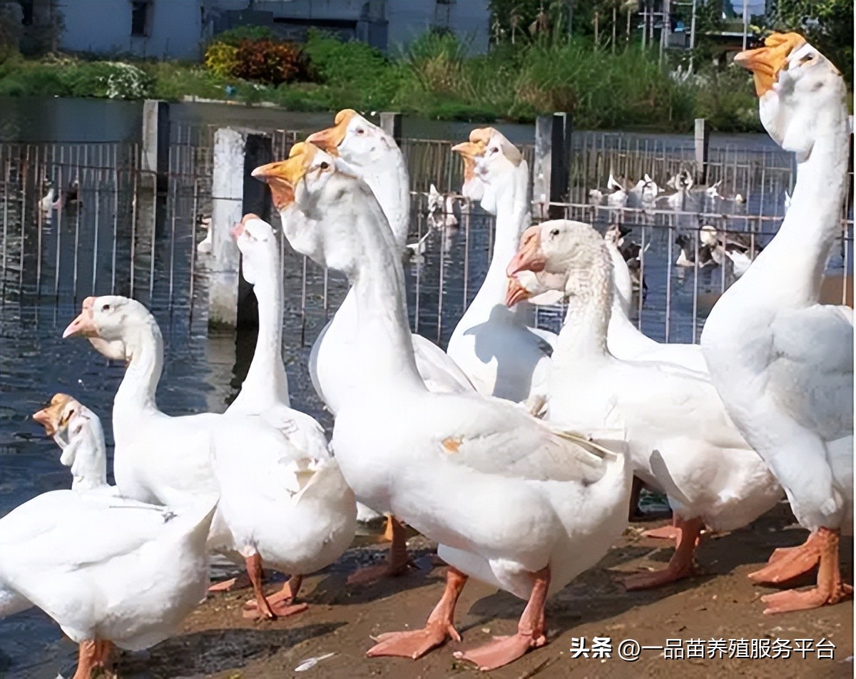 鹅价单日降幅超过26%，鸭价鹅价双双创下新低，水禽养殖业怎么了