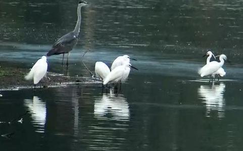 大闸蟹有什么商机,养殖大闸蟹一年可以赚多少钱