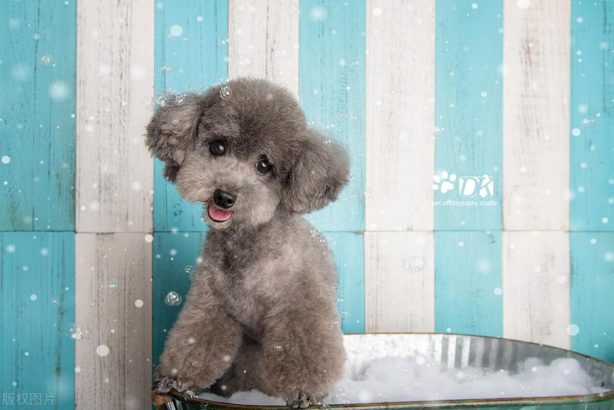 预防狗狗疾病的中草药,狗狗泌尿系统疾病怎么治