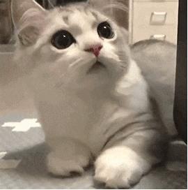 自从买了这个手机壳，我就经常找不到手机了