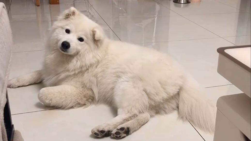 萨摩耶如何判断是不是串串,萨摩耶纯种和串子都有哪些区别