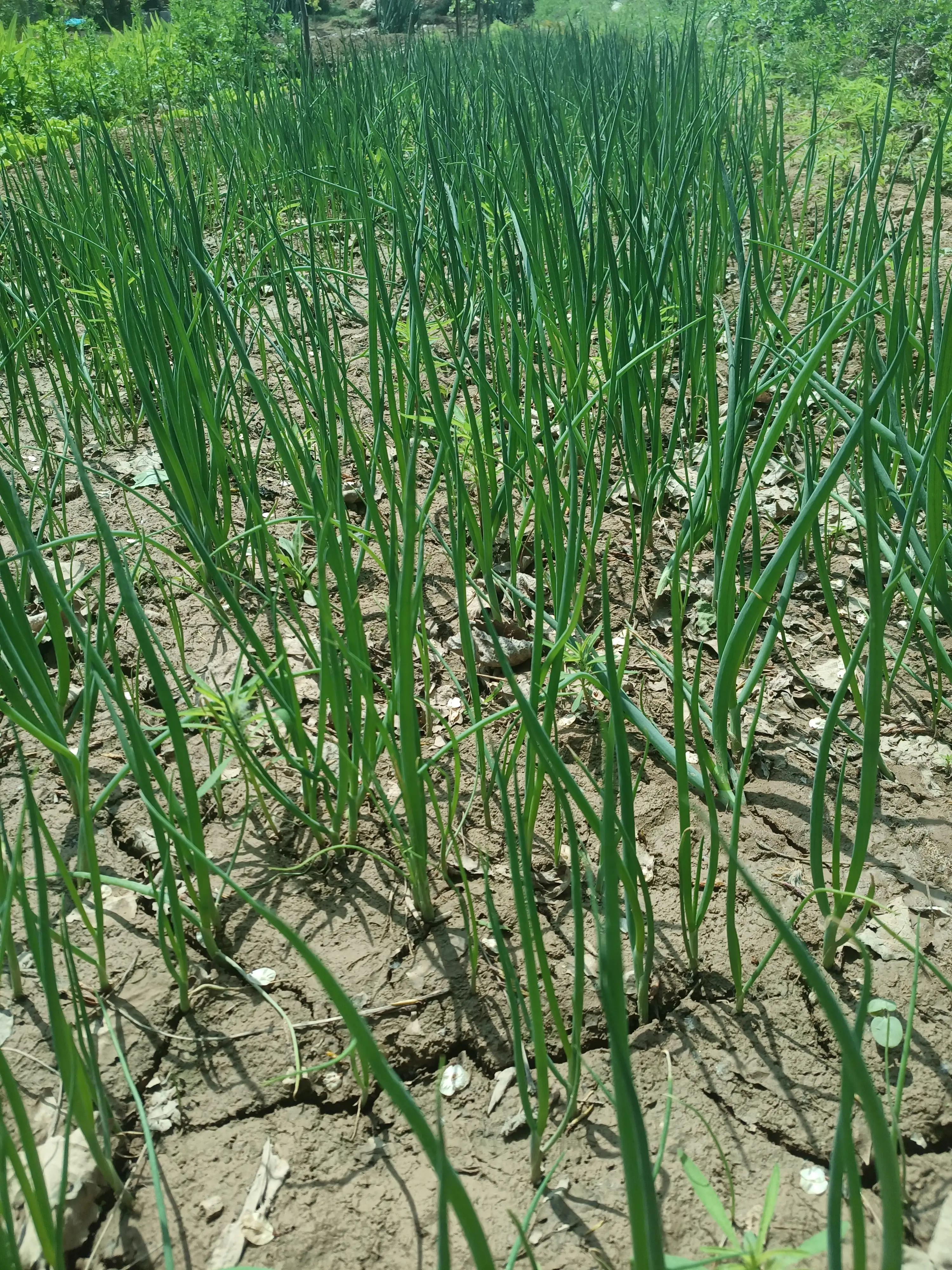 闲来无事荡秋千视频,山中荡秋千