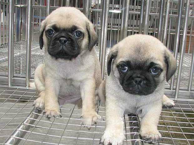 巴哥太胖怎么办,巴哥犬胖