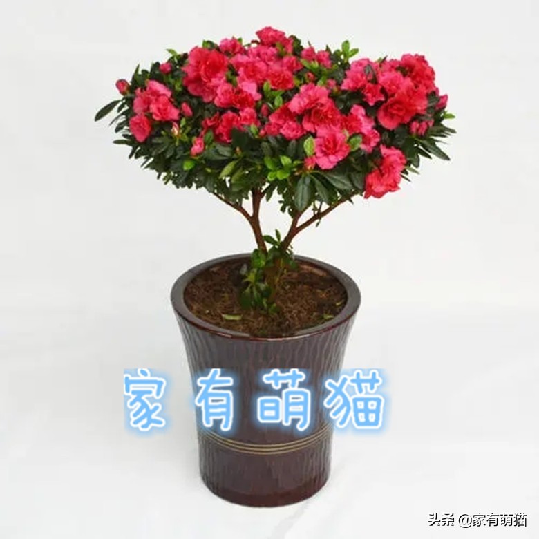 猫咪不喜欢什么花草,猫咪和花草