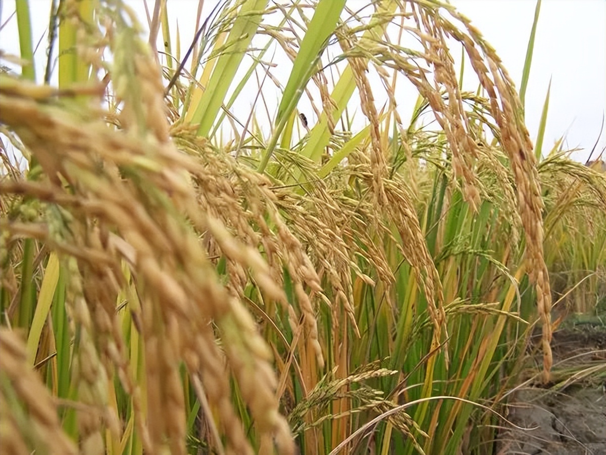 贺州鹅塘油粘米,贺州特产鹅塘油粘米