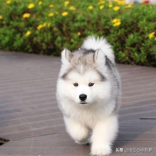 阿拉斯加怎么喂食物很准确,阿拉斯加怎么喂养的