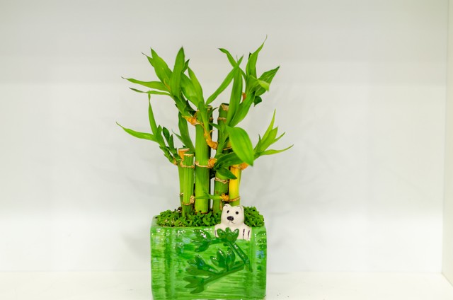 家里养富贵竹放哪个位置好,富贵竹摆放在家中什么地方最旺财