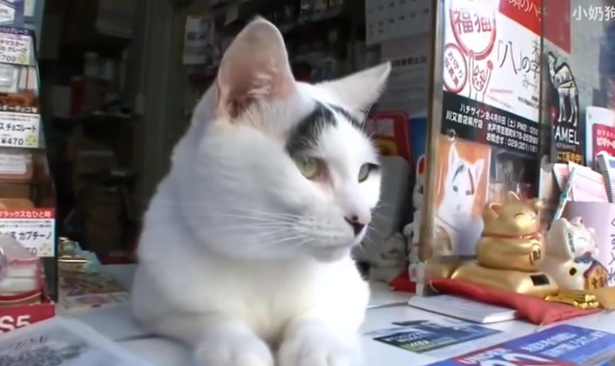 现实版招财喵，帮铲屎官实现月入过万，成为最强吉祥物！