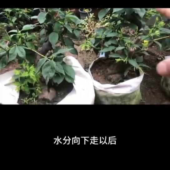 梅花夏天管理#梅花控水