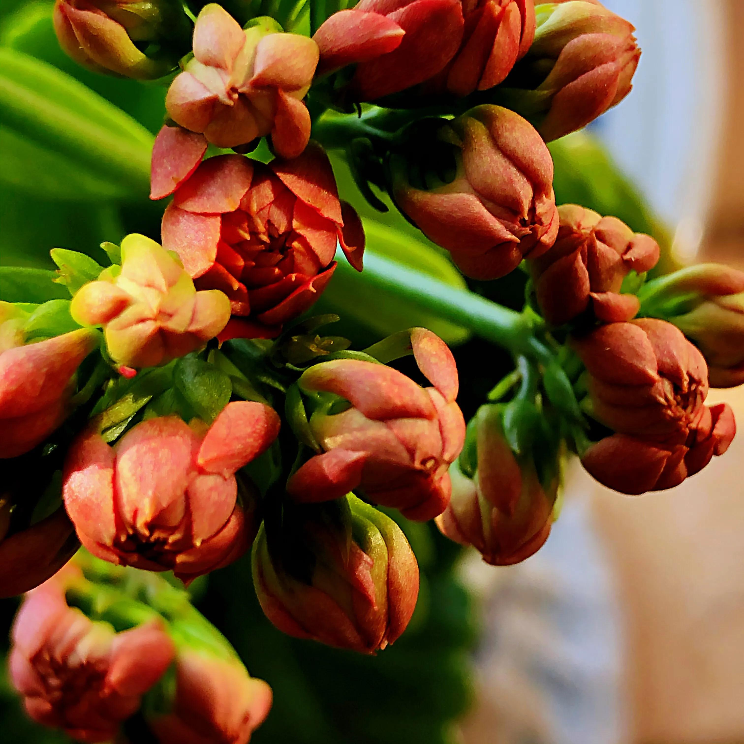 家里养什么花儿好养活,家里养的花儿图片