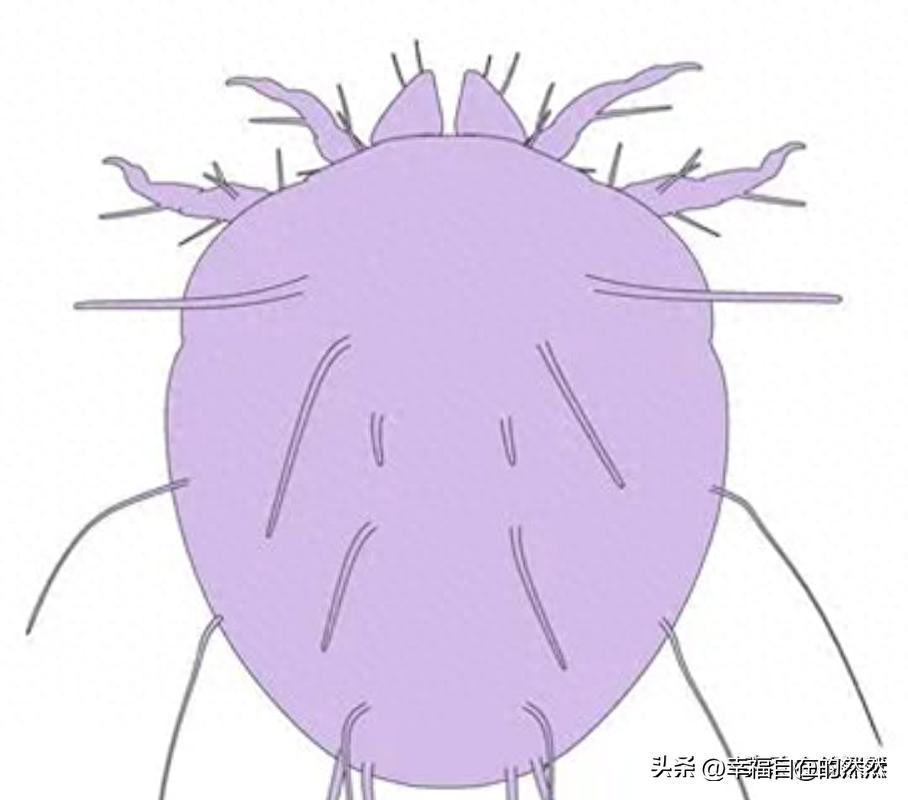 羽绒被太阳晒能杀菌吗,羽绒被洗后晒干有黄渍