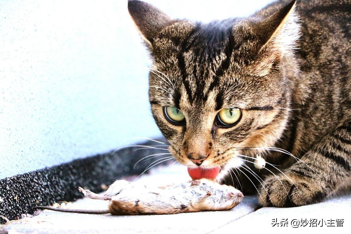 家里有老鼠别着急,家里有老鼠怎么办小妙招不用香油