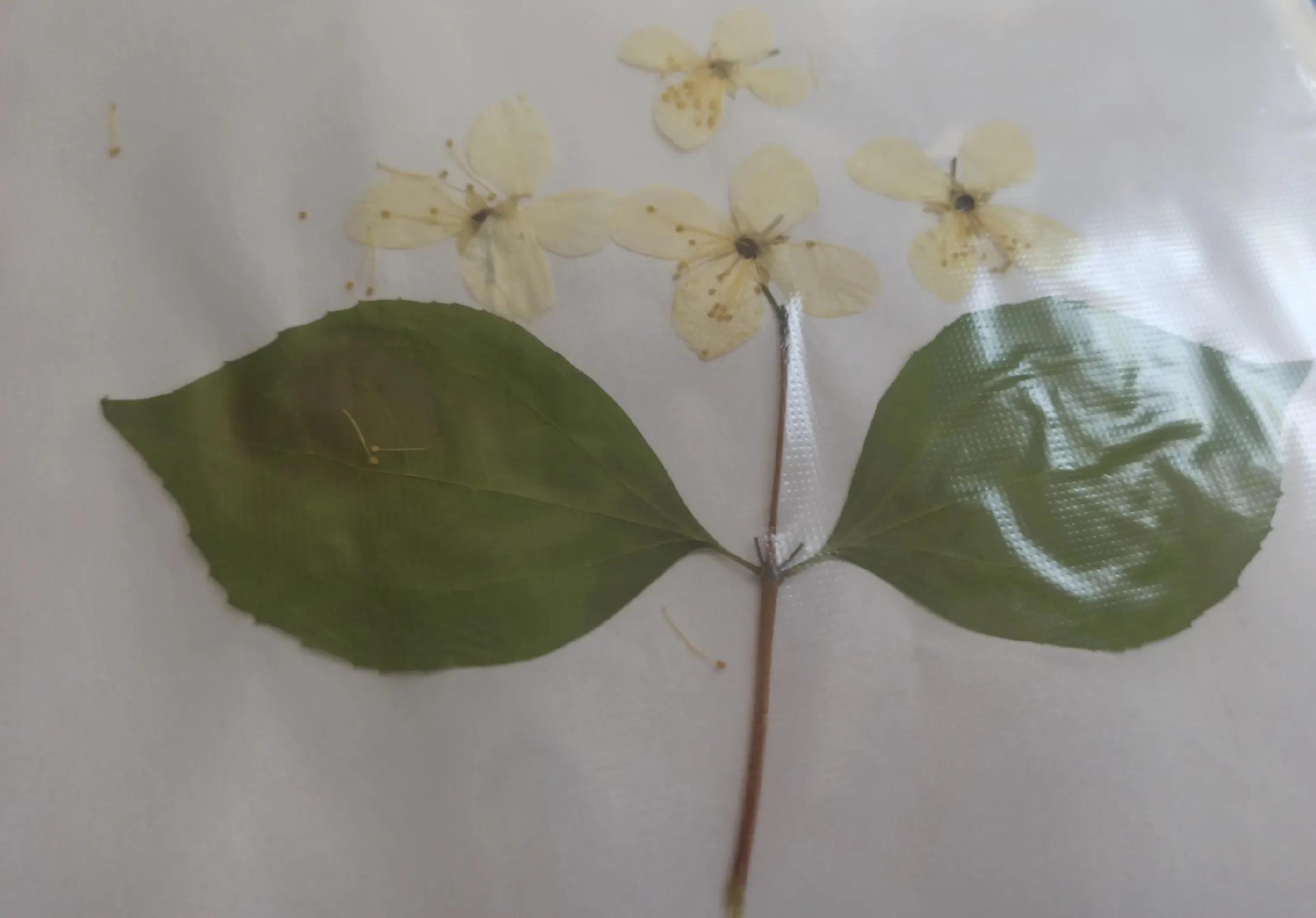 植物标本简单记录,常见却不普通的植物标本