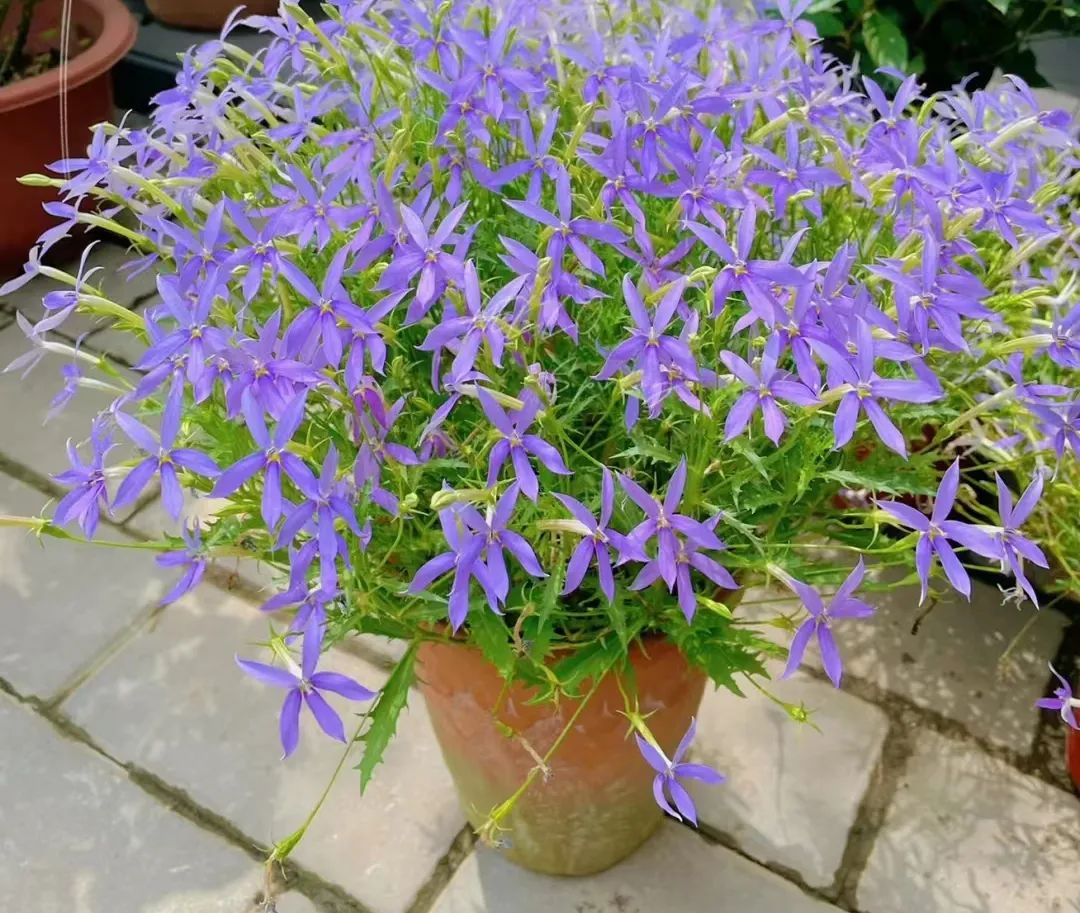 30款经典蓝紫色开花植物!别拉我,就让我坠入这梦幻的漩涡