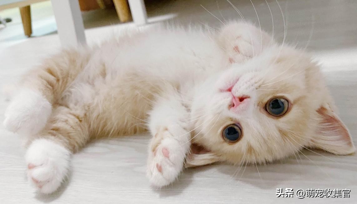 怎么样让猫咪喜欢舔你,聪明的猫咪有100种方法驯服铲屎官