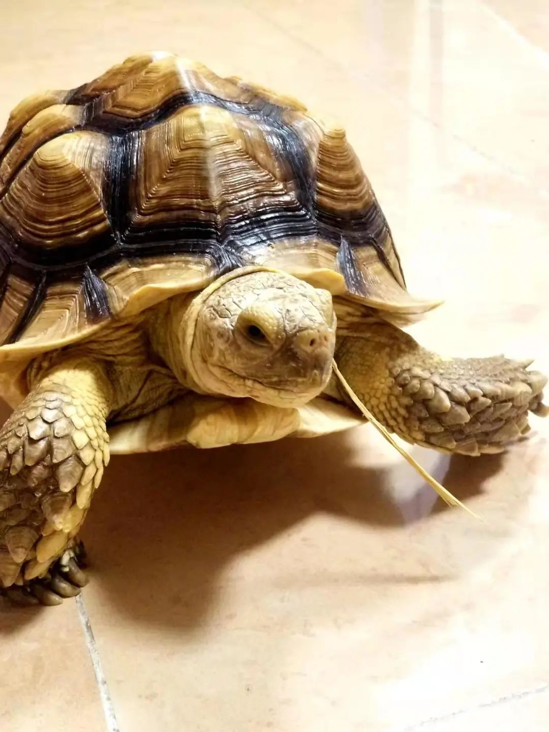 特别策划拯救,特别策划完整视频