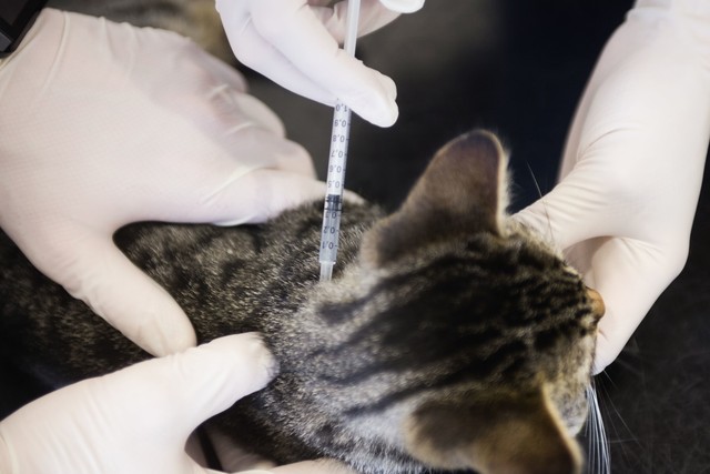 为什么猫咪有黄色的毛,为啥有的猫咪脸颊上长胡须