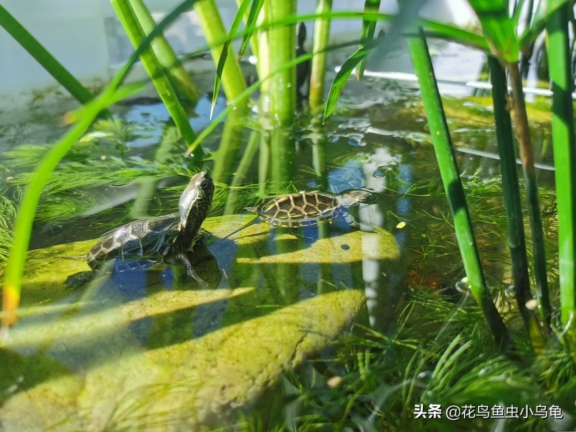 斑点龟饲养环境布置,透明周转箱养龟环境布置