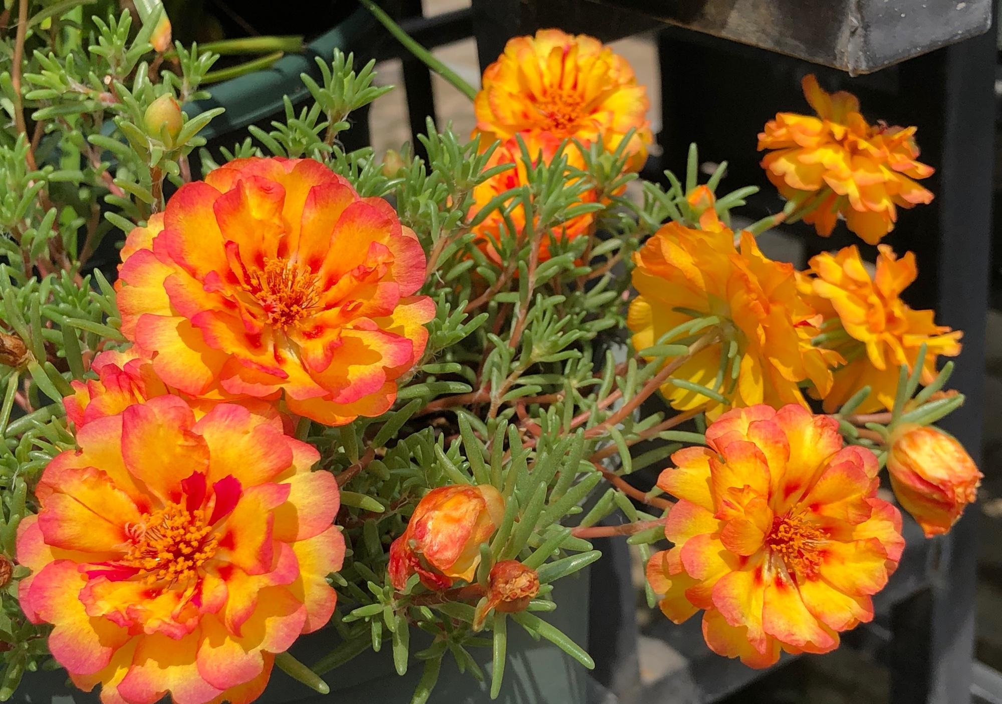 四季开花室内好养的植物太阳花,夏天花期长又好养的花太阳花