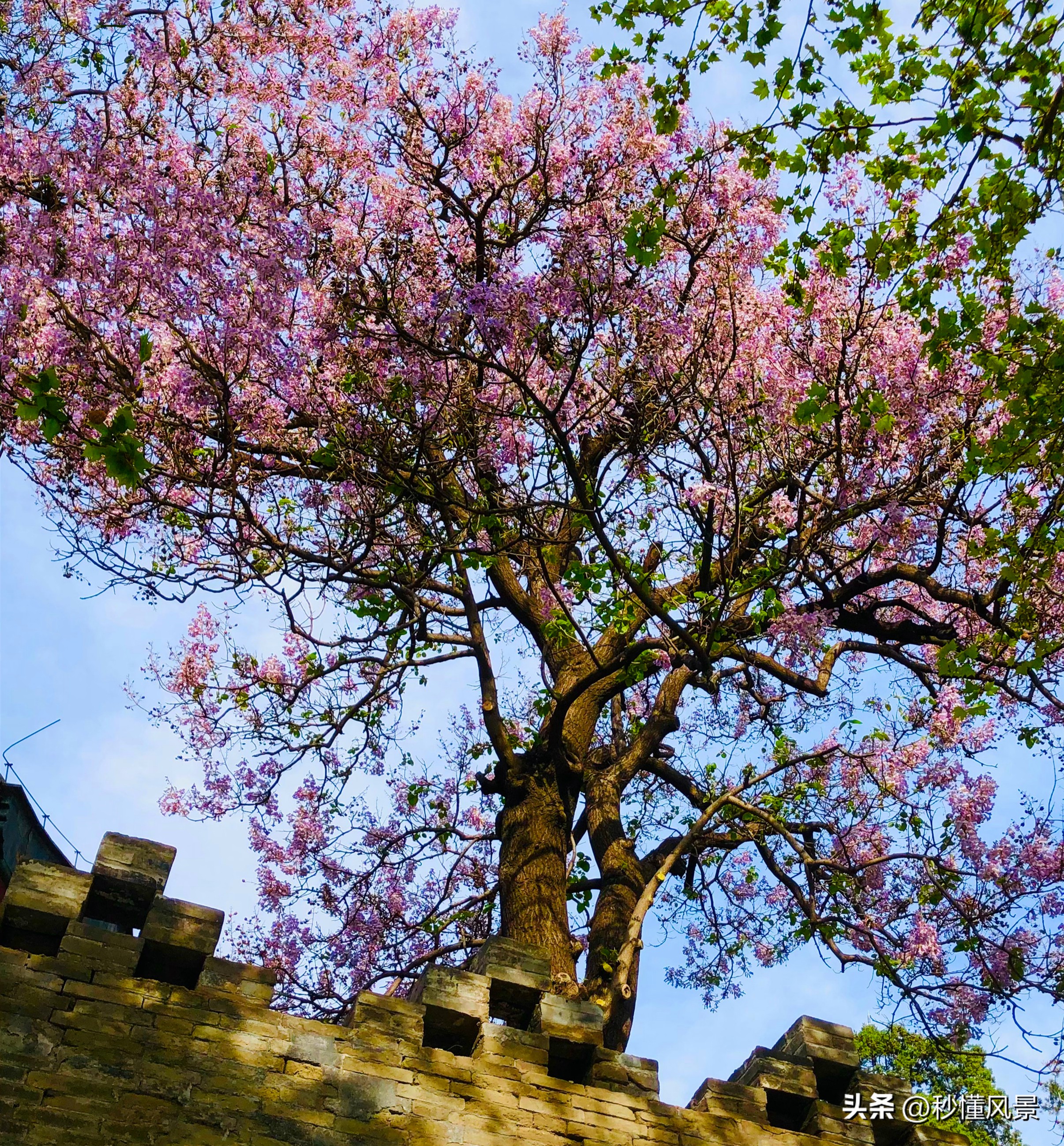 北京最小的城堡，藏于闹市适合遛娃拍照，人少景美还有泡桐花海！
