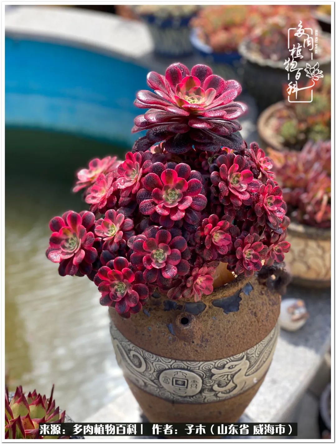 法师多肉成长史,法师多肉新手教程