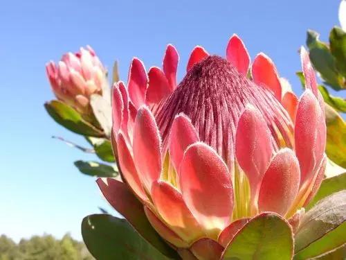 国色天香秀色可餐的美女 (秀色可餐与国色天香)