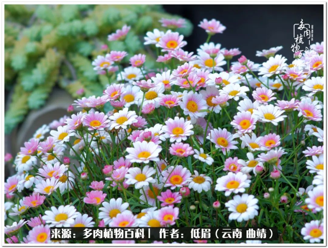 养了七年多肉,养了八年的肉肉终于开花了