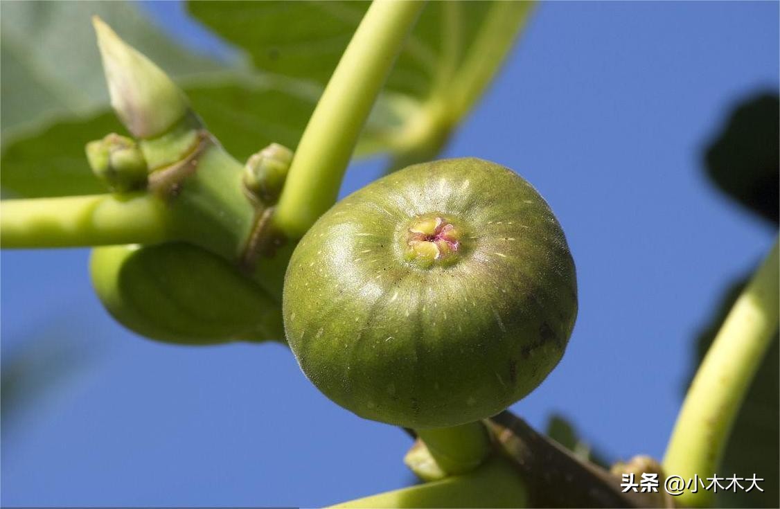 走进果实的世界我发现了什么,走进无花果的世界