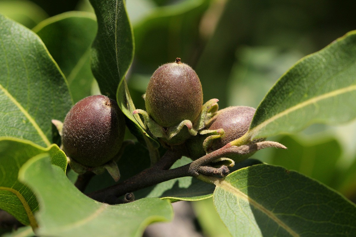 非洲本土植物与水果的独特性