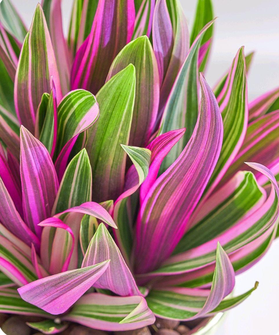 客厅好看的观赏花,小清新唯美油画花