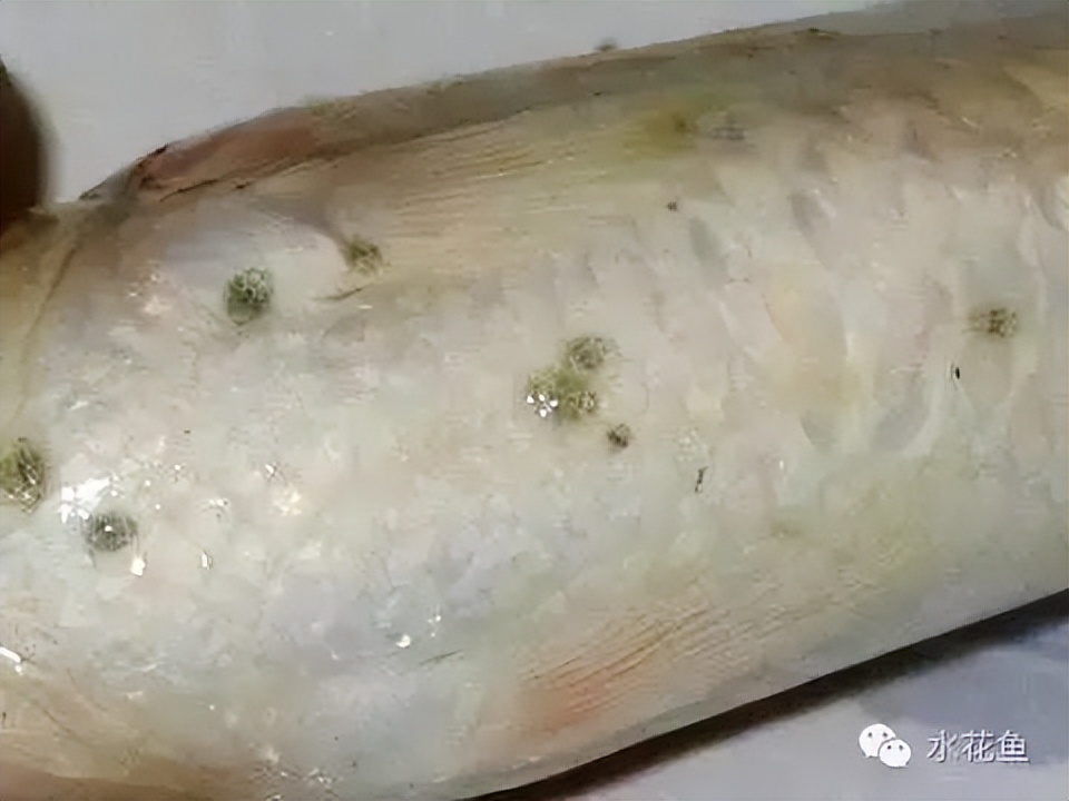 鱼身上长锚头鳋虫图片,锚头鳋孢子虫