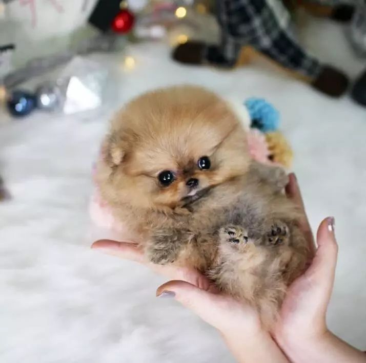 博美咬人怎么彻底纠正,博美要咬人怎么纠正