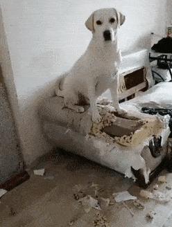 狗狗没有安全感的表现有哪些,没有安全感狗狗能睡这么踏实