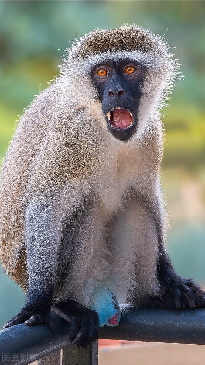 印度猴王和狗大战,印度新德里的猴狗大战