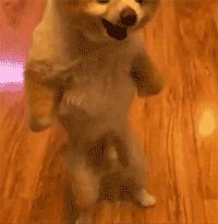 猫的胡子有多长就能钻过多大的洞,猫咪的胡子就像一把尺子可以测量