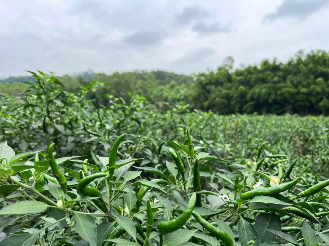 鍔╁姏涔℃潙鎸叴閲囪璁板綍,鍔╁姏涔℃潙鎸叴璁胯皥