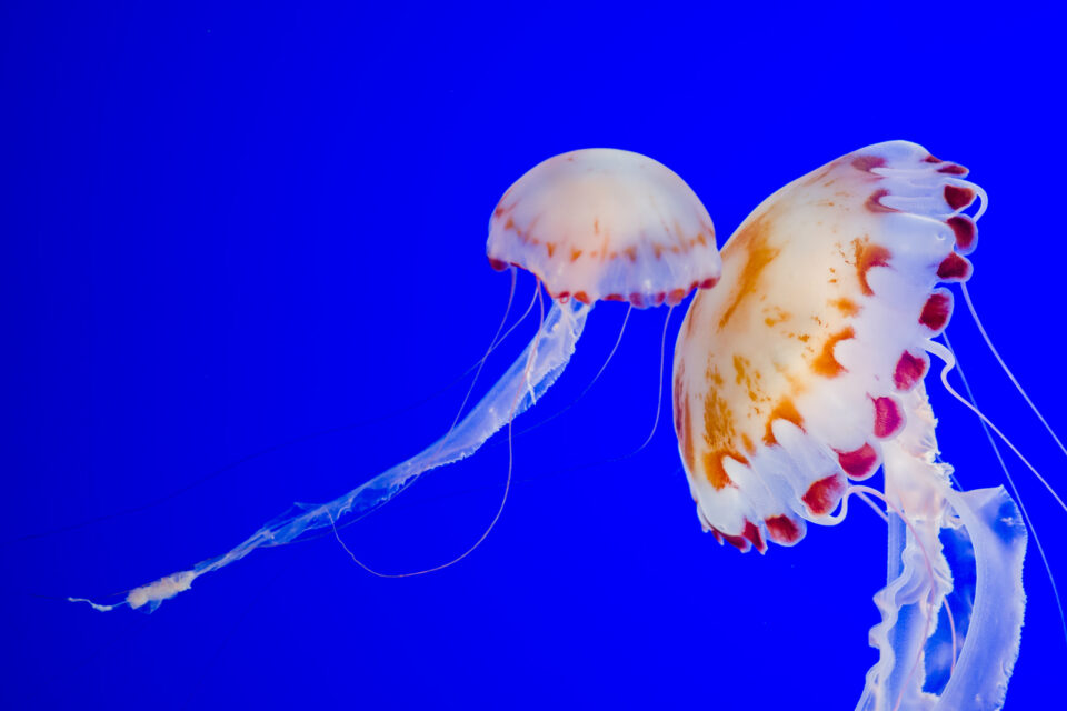 鑹插僵绌洪棿srgb涓巃dobergb,鐩告満鑹插僵绌洪棿srgb鍜宎dobergb鍖哄埆