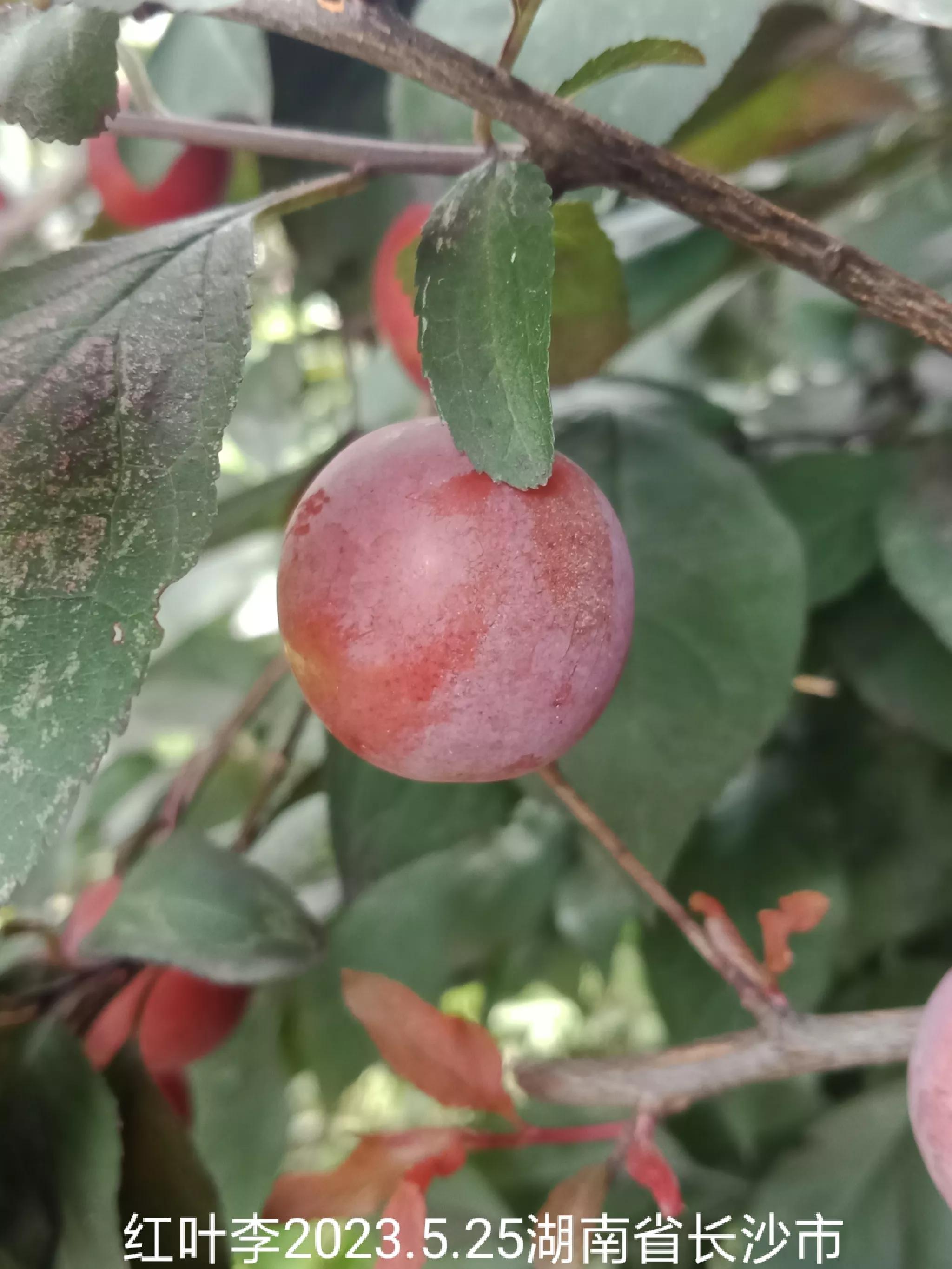 怎么找回没保存丢失的微信群,怎么找回没有保存的微信群