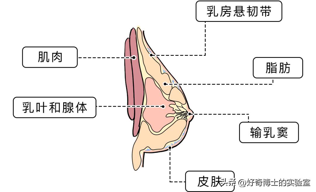 胸大运动怎么防震动,女生运动时胸部跳跃怎么办
