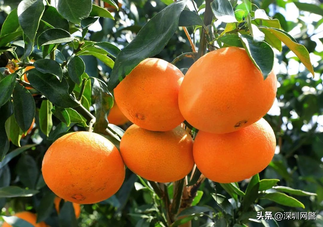 净网2019造谣者被列入黑名单,净网2019女子轻信黑客