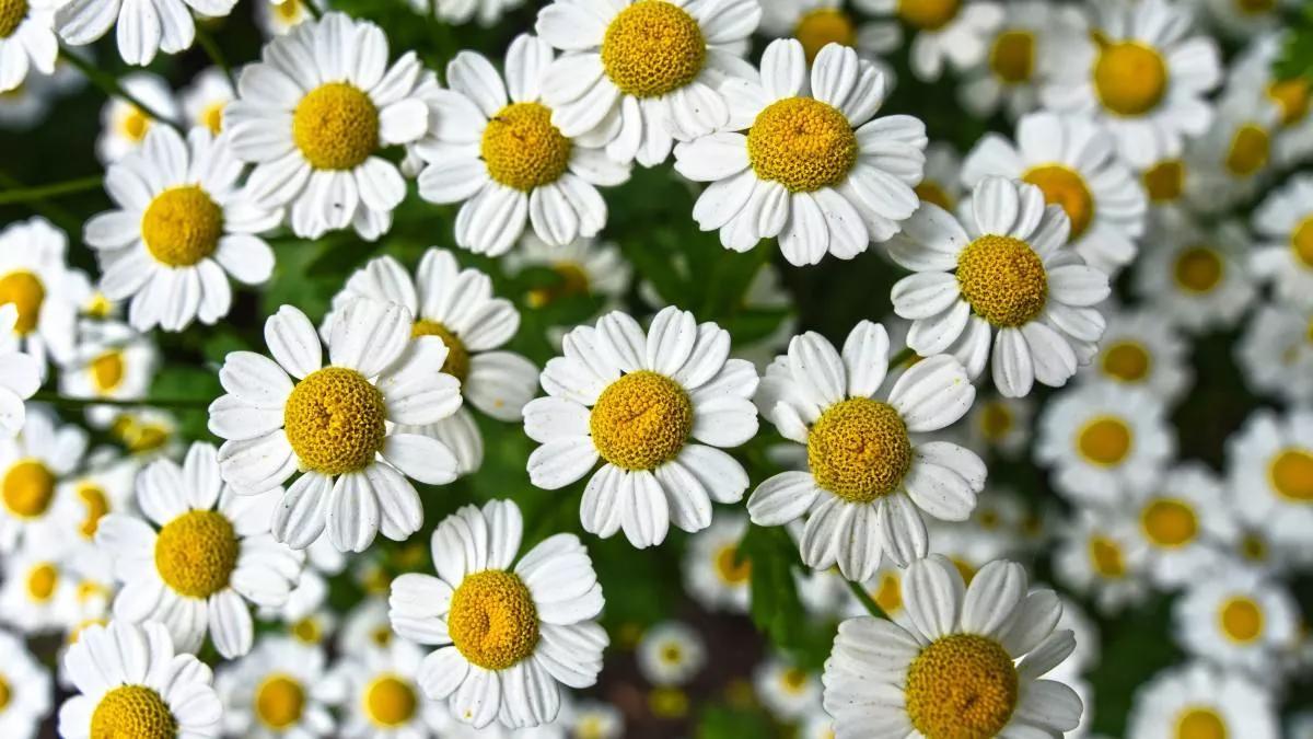 什么花夏天喝去火降湿,夏季小朋友喝什么清热去火