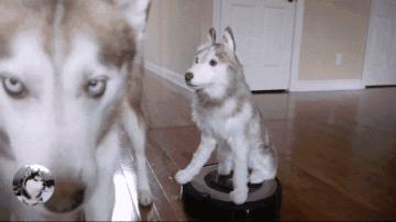 哈士奇搞笑视频笑死人二哈,哈士奇二哈的搞怪日常