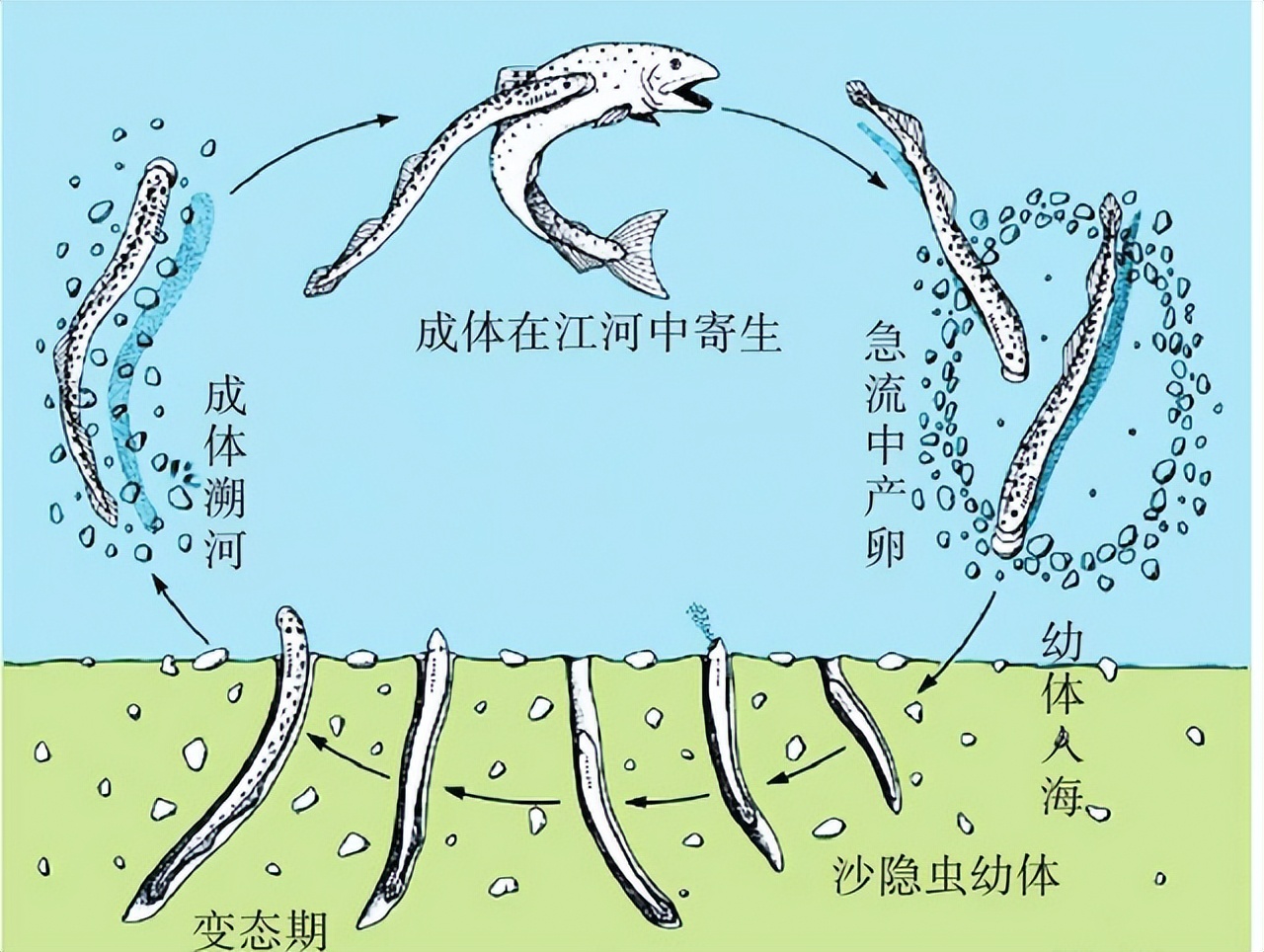 世界上有没有恐怖七鳃鳗,蛇形的鱼有哪些