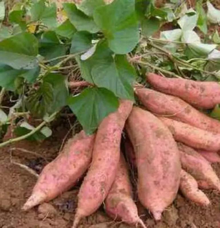 舌尖上的童年吃美食,舌尖上的心跳电视剧免费观看