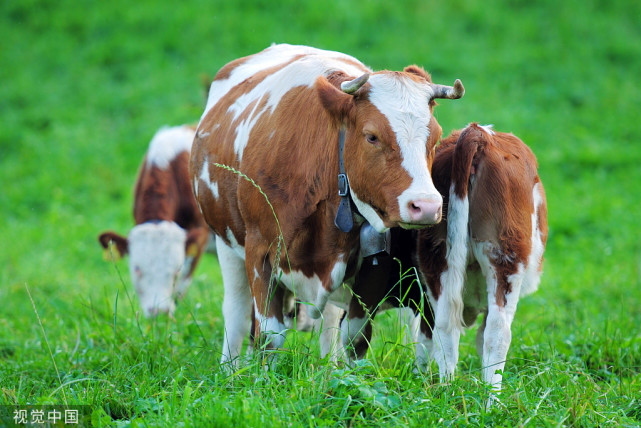 母牛难产后用什么药,母牛难产脱离胎盘的方法